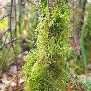 Is Sphagnum Moss Edible?