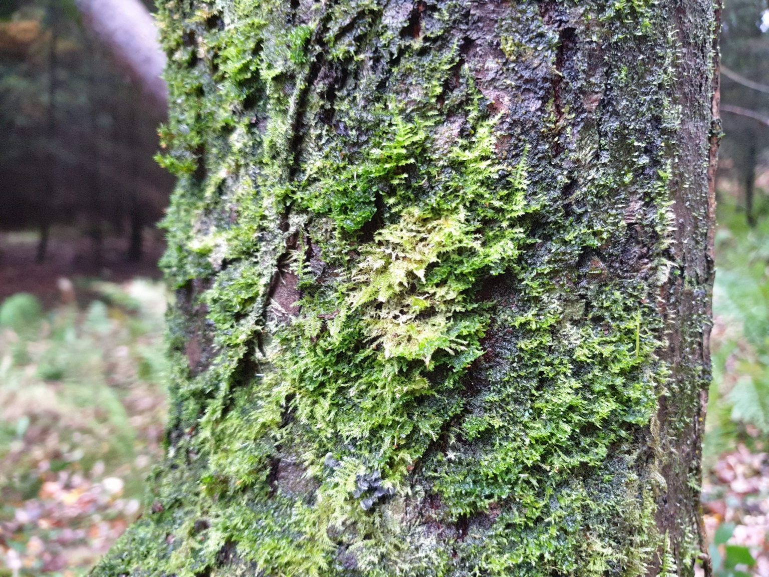 Is Sphagnum Moss Edible? Also Find Other Uses For The Versatile Moss