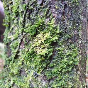 Is Sphagnum Moss Edible?