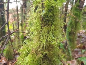 Moss in summer shower