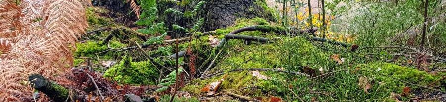 what-is-moss-everything-you-need-to-know-about-moss