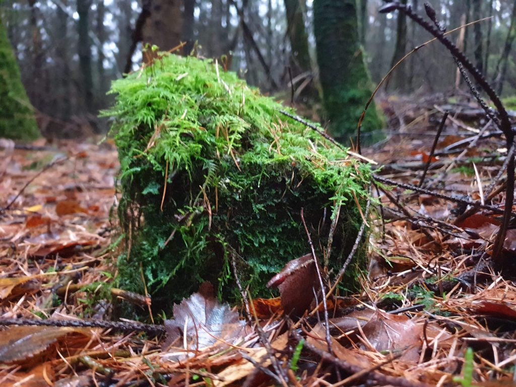 What Moss Grows On Rocks Everything You Need To Know About Moss
