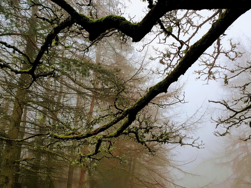 What Side Does Moss Grow On Trees? Everything you need to know about moss