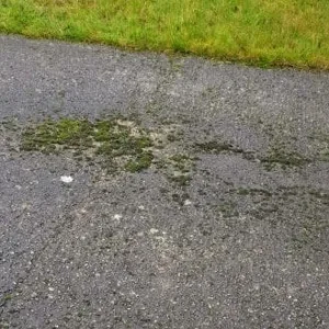 moss on driveway