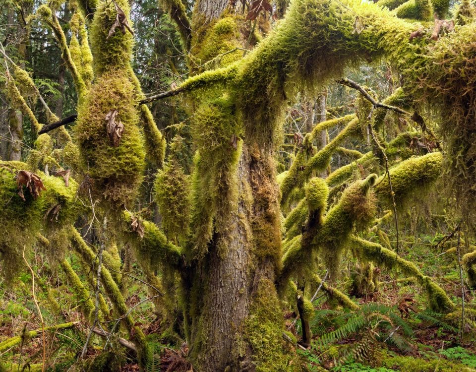 What causes moss to grow on soil? All About Moss