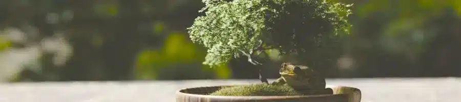 bonsai with peat moss